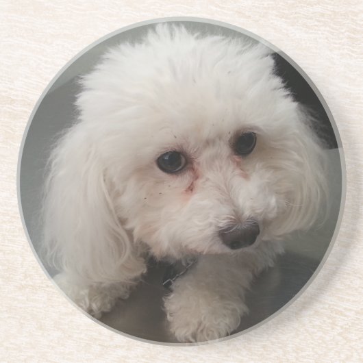 ソエのコースター コースター (正面)