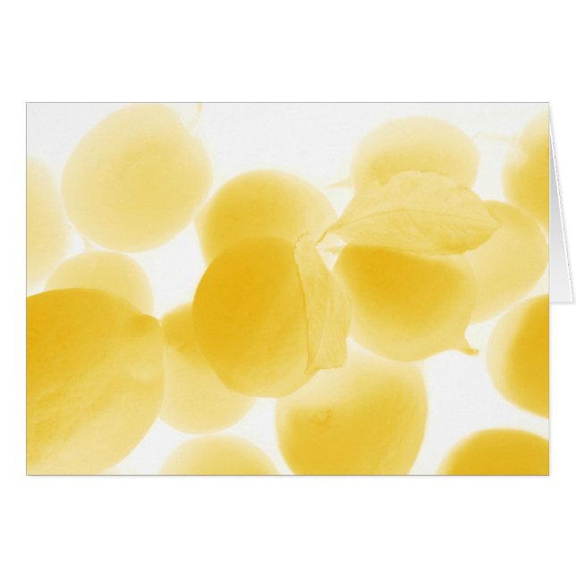 ソグノディリモン (正面横)