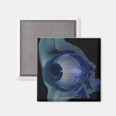 ソケットの眼筋の3dワイヤフレーム マグネット (正面/裏面)