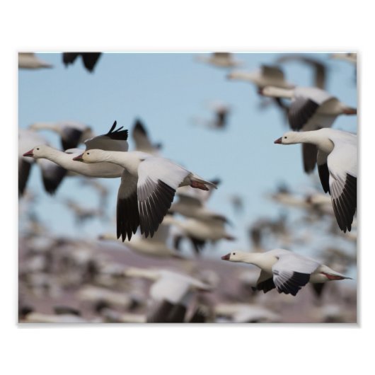 ソコロの空で爆発する フォトプリント            (正面)