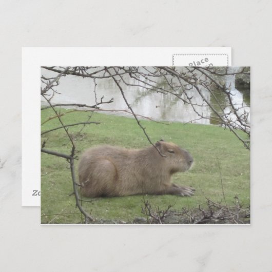 ソススデレリエセンナーゲル ポストカード (正面/裏面)