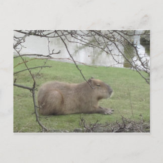 ソススデレリエセンナーゲル ポストカード