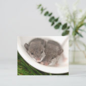 ソスリーピーベビーネズミ ポストカード (スタンド正面)