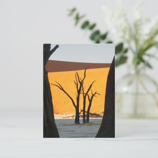 ソスヴレイ州ナミブ・ナウクルフト公園 | Dead Vlei ポストカード (スタンド正面)