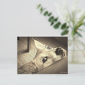 ソッカデイビス葉書 ポストカード (スタンド正面)