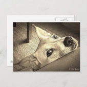 ソッカデイビス葉書 ポストカード (正面/裏面)