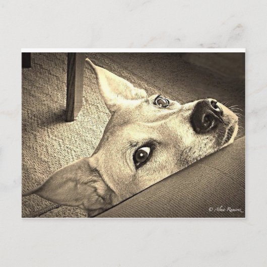 ソッカデイビス葉書 ポストカード (正面)