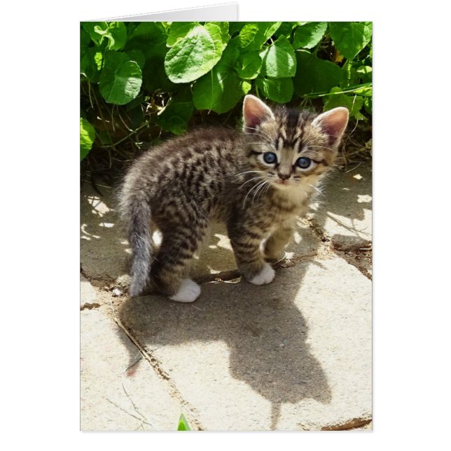 ソックス (正面)