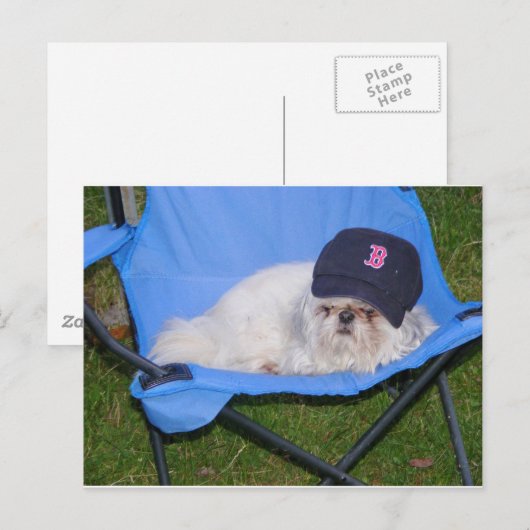 ソックス ポストカード (正面/裏面)