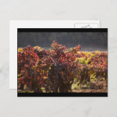 ソノマバレー – ジンファンデル ポストカード (正面/裏面)