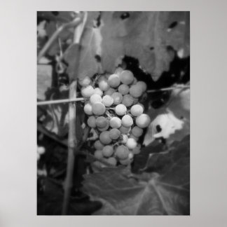 ソノマブドウ ポスター