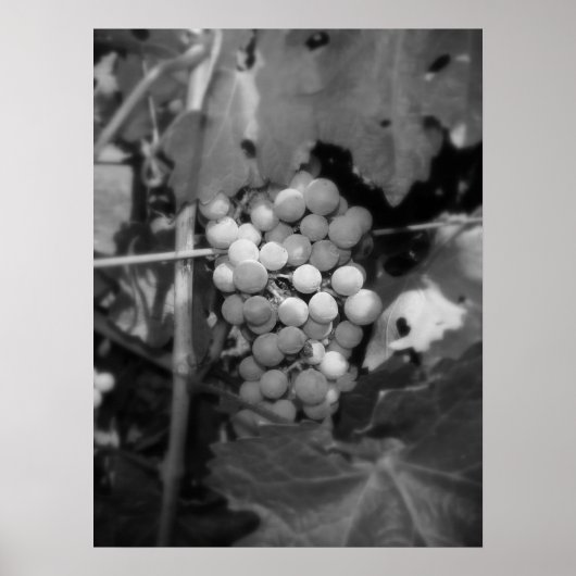 ソノマブドウ ポスター (正面)