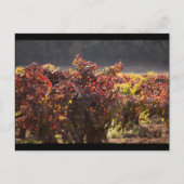 ソノマ・ヴァレー - ジンファンデル ポストカード (正面)