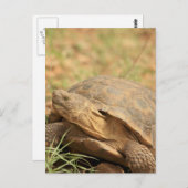 ソノラン砂漠カメ ポストカード (正面/裏面)