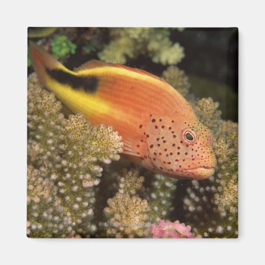 ソバのあるザリガニは牡丹のサンゴに止まる マグネット (正面)