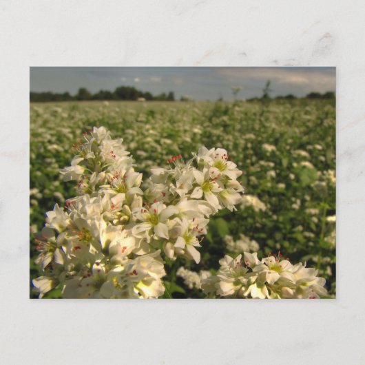 ソバ畑 ポストカード (正面)