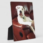 ソファおもしろいに座っている白いピットブルドッグ フォトプラーク (側面)