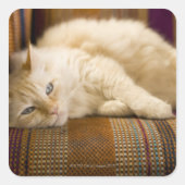 ソファかわいらしに寝そべっている黄色いタビ猫。 スクエアシール (正面)