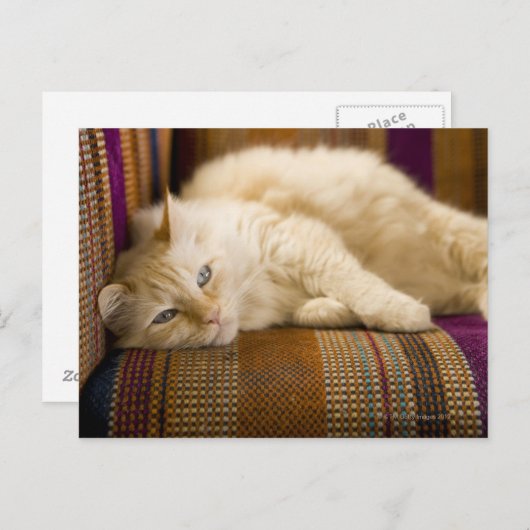 ソファかわいらしに寝そべっている黄色いタビ猫。 ポストカード (正面/裏面)