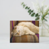 ソファかわいらしに寝そべっている黄色いタビ猫。 ポストカード (スタンド正面)
