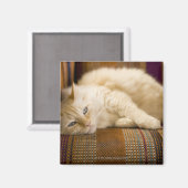 ソファかわいらしに寝そべっている黄色いタビ猫。 マグネット (正面/裏面)