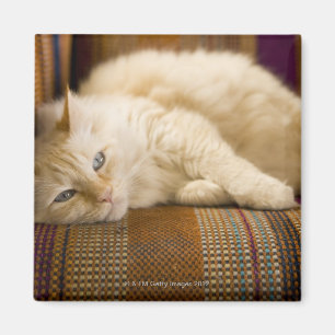ソファかわいらしに寝そべっている黄色いタビ猫。 マグネット