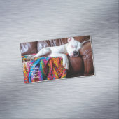 ソファで寝るペットの座る仕事犬 マグネット名刺 (インサイチュ)