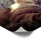 ソファで眠るメインのクーンキャット ポスター (角)