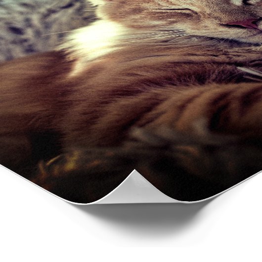 ソファで眠るメインのクーンキャット ポスター (角)