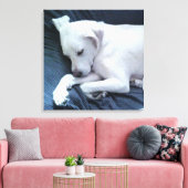ソファに寝そべったかわいい白犬の写真|過去記事 キャンバスプリント (インサイチュ (リビング))