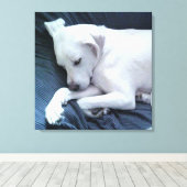 ソファに寝そべったかわいい白犬の写真|過去記事 キャンバスプリント (インサイチュ (ウッドフロア))