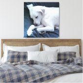 ソファに寝そべったかわいい白犬の写真|過去記事 キャンバスプリント (インサイチュ (寝室))