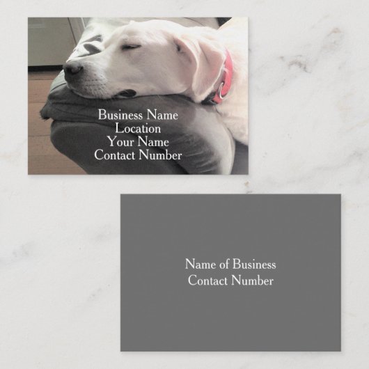ソファに寝ているかわいい白犬の写真 名刺 (正面/裏面)