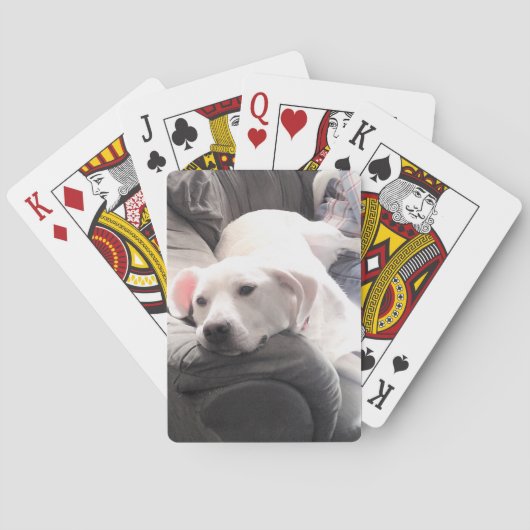 ソファに浮かぶ、かわいいぶら下がった怠け者の白犬の写真 トランプ (裏面)