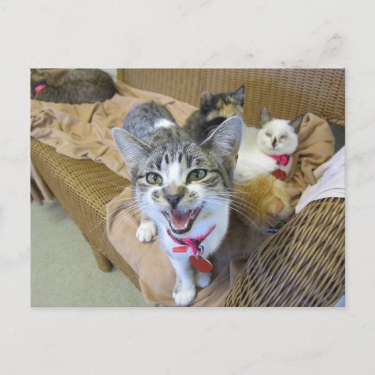 ソファに猫を置く ポストカード (正面)