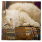 ソファに置いているかわいらしく黄色いtabi猫 タイル (正面)