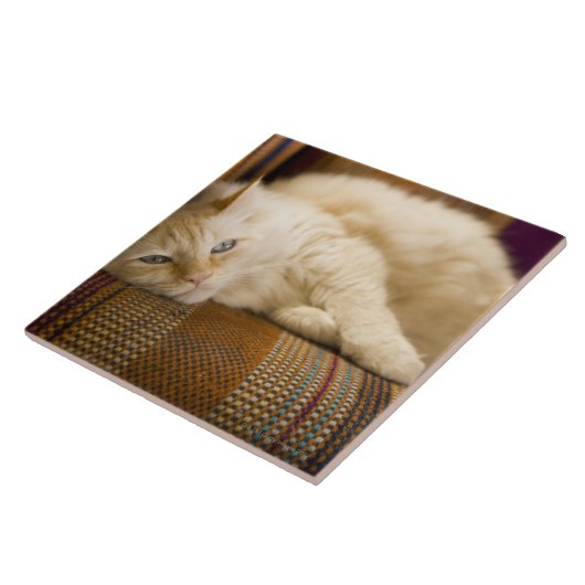 ソファに置いているかわいらしく黄色いtabi猫 タイル (側面)