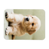 ソファのゴールデンレトリバーパピー マグネット (横)