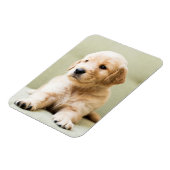 ソファのゴールデンレトリバーパピー マグネット (左側)