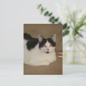 ソファの上の猫 ポストカード (スタンド正面)