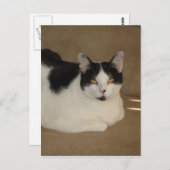 ソファの上の猫 ポストカード (正面/裏面)