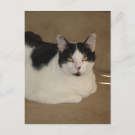 ソファの上の猫 ポストカード