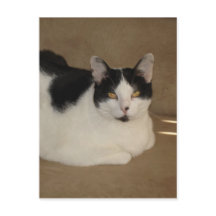 ソファの上の猫