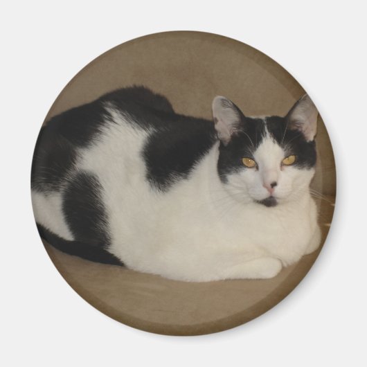 ソファの上の猫 マグネット (正面)