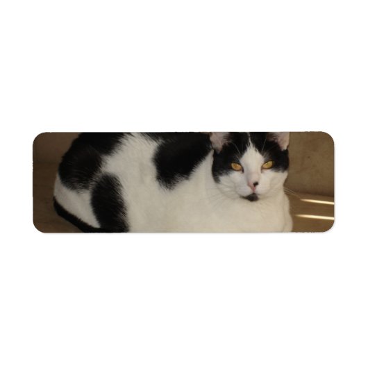 ソファの上の猫 ラベル (正面)