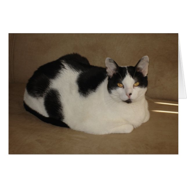 ソファの猫 (正面横)