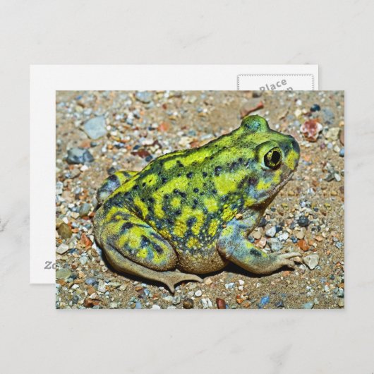 ソファの足底のヒキガエル ポストカード (正面/裏面)