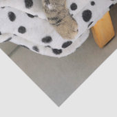 ソファキャットティッシュペーパー 薄葉紙 (詳細)