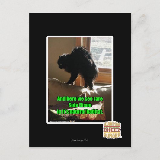 ソファビソン ポストカード (正面)