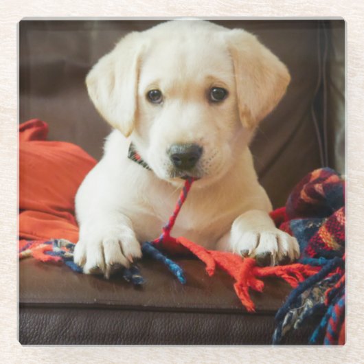 ソファーのGettyのイメージ|の子犬 ガラスコースター (正面)
